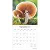 image Magic Mushrooms 2025 Wall Calendar Third Alternate Image