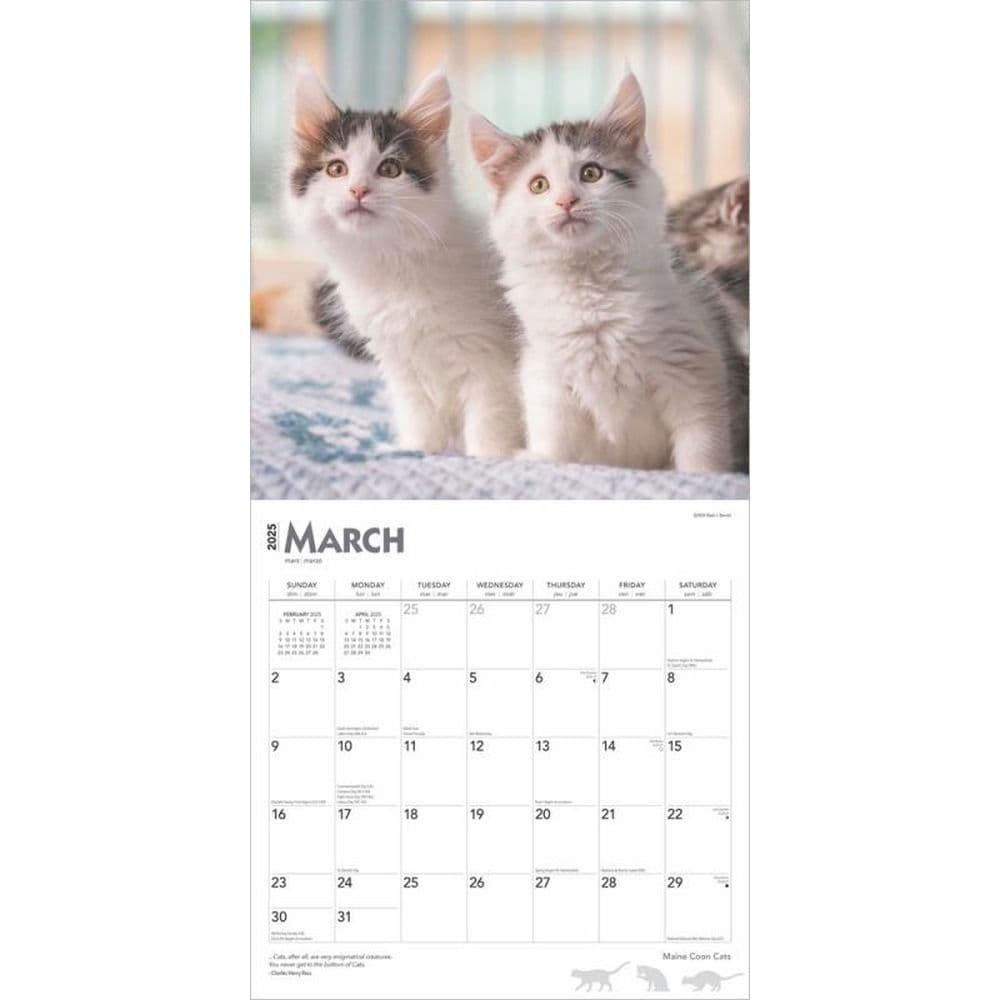 Maine Coon Cats 2025 Wall Calendar Second Alternate Image