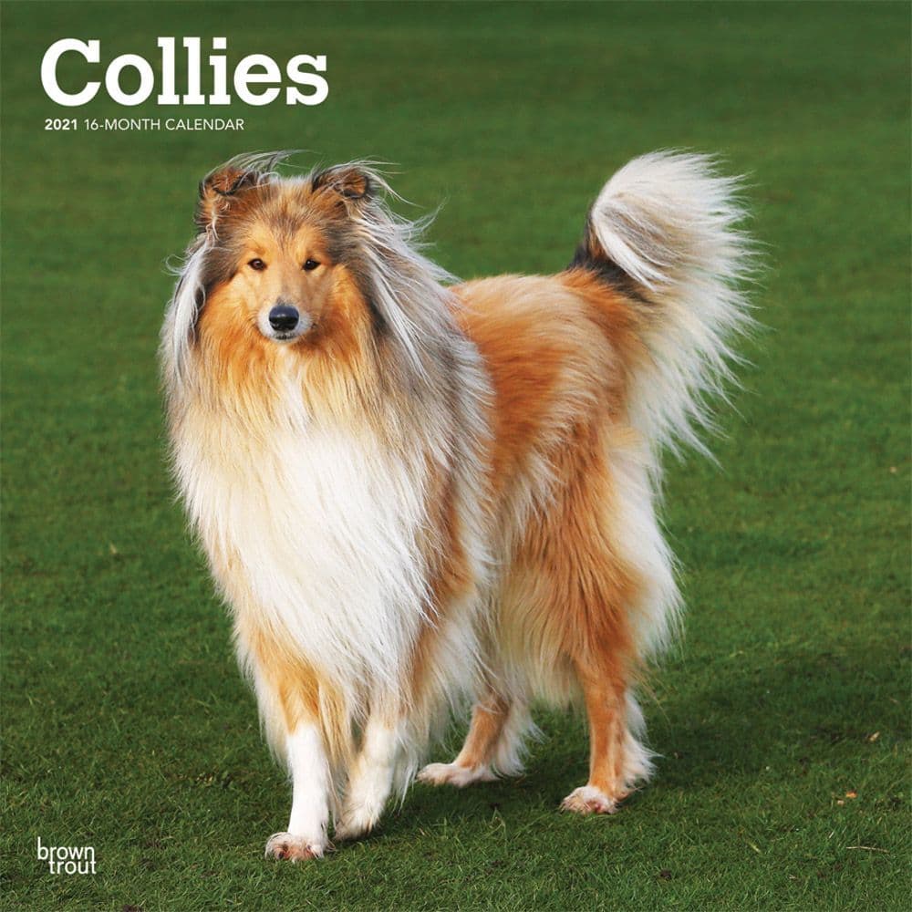 Collies Wall Calendar