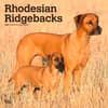 image Rhodesian Ridgebacks 2024 Wall Calendar Main Product Image width=&quot;1000&quot; height=&quot;1000&quot;