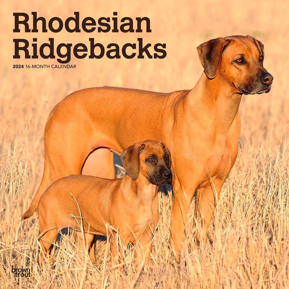 Rhodesian Ridgebacks 2024 Wall Calendar Main Product Image width=&quot;1000&quot; height=&quot;1000&quot;