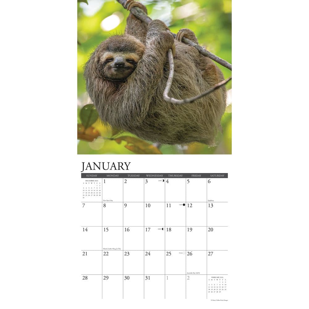 Sloths 2025 Wall Calendar