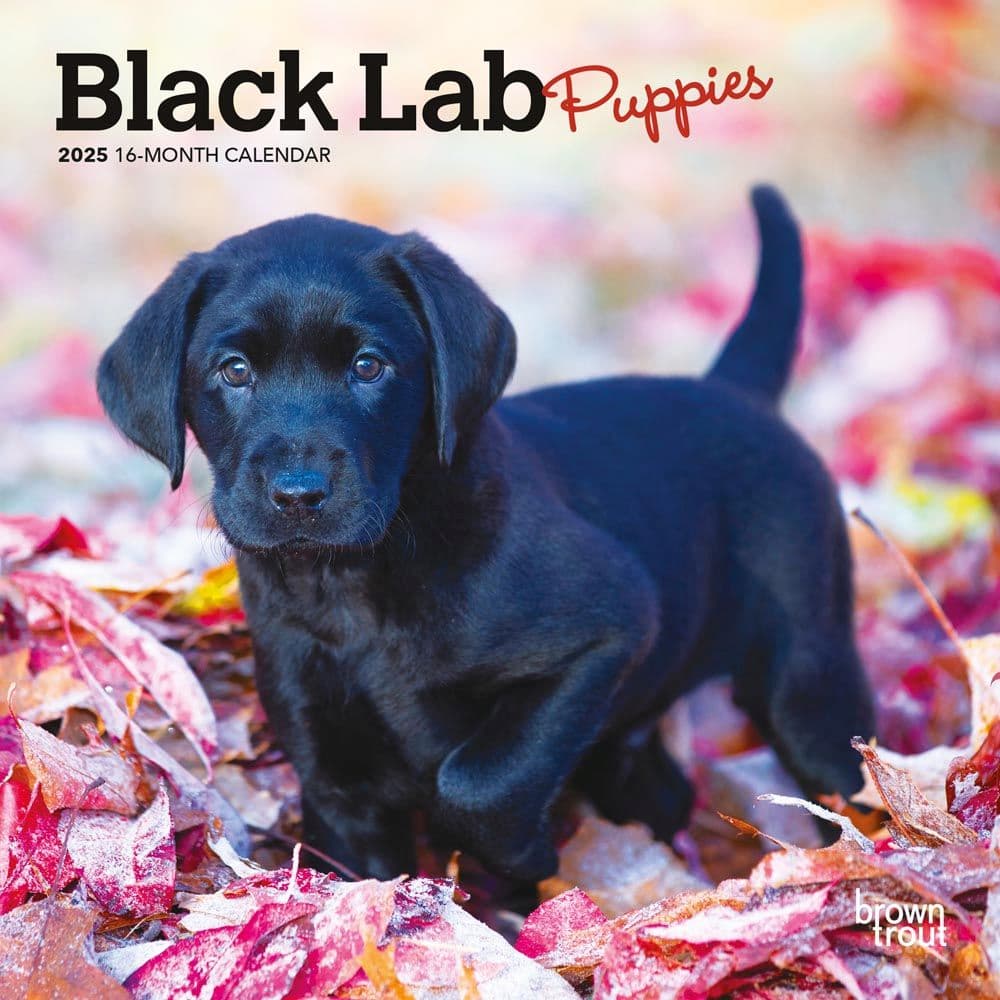 Lab Black Puppies 2025 Mini Wall Calendar