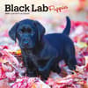 image Black Lab Puppies 2025 Mini Wall Calendar Main Product Image width=&quot;1000&quot; height=&quot;1000&quot;