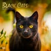 image Black Cats 2024 Wall Calendar Main Image