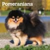 image Pomeranians 2025 Wall Calendar  Main Image