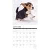 image Just Beagle Puppies 2024 Wall Calendar Alternate Image 2
