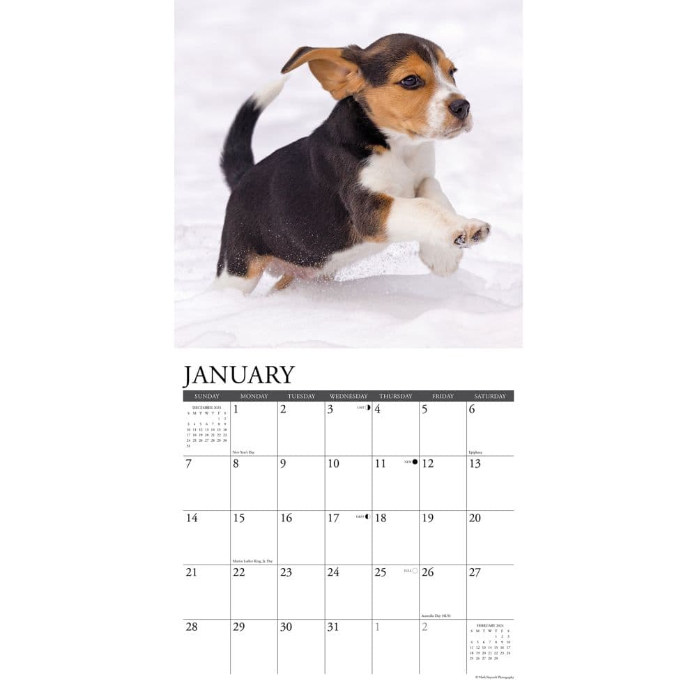 Just Beagle Puppies 2024 Wall Calendar Alternate Image 2
