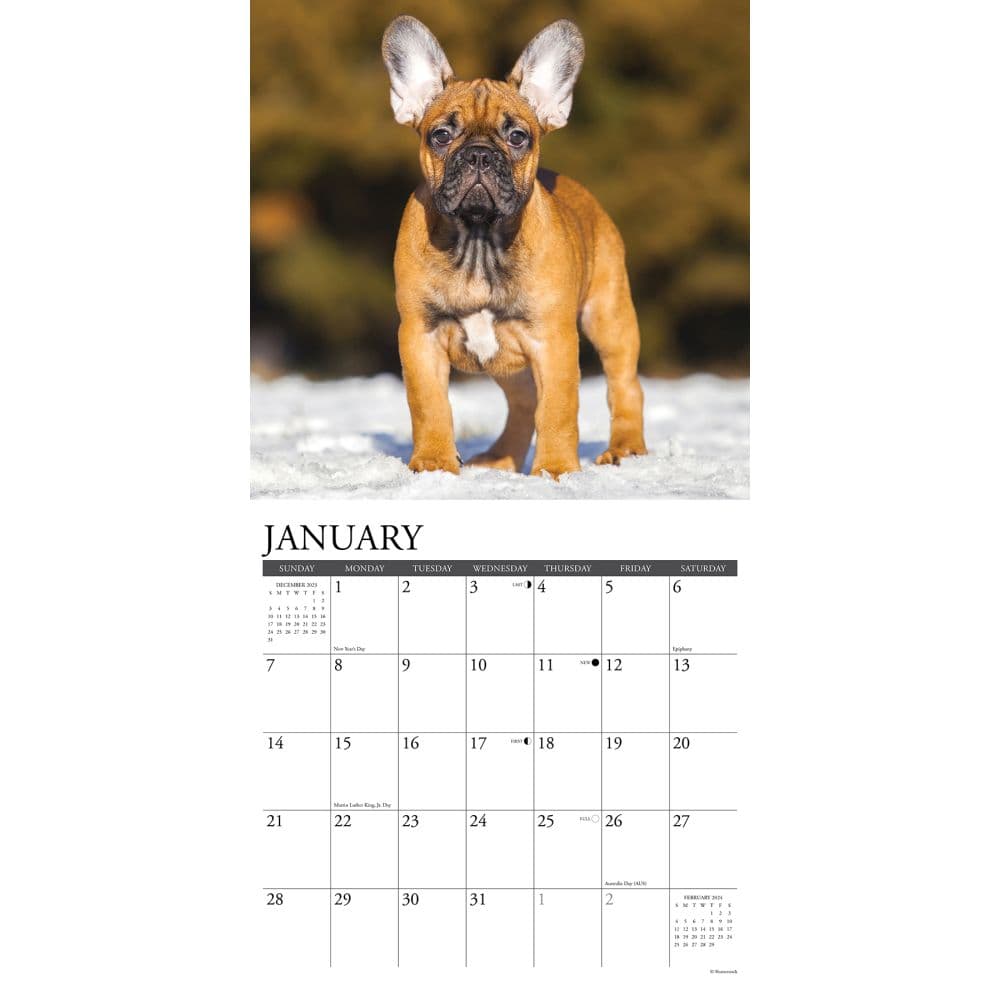 French Bulldog Puppies Just 2024 Wall Calendar Alternate Image 2