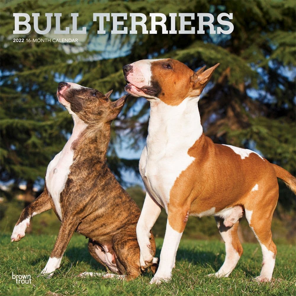 Bull Terriers 2022 Wall Calendar