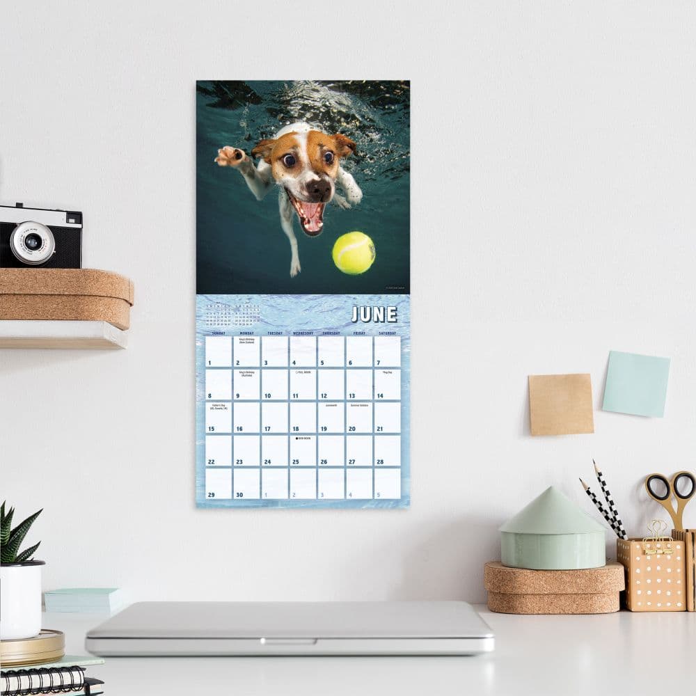 Underwater Puppies By Seth Casteel 2025 Mini Wall Calendar