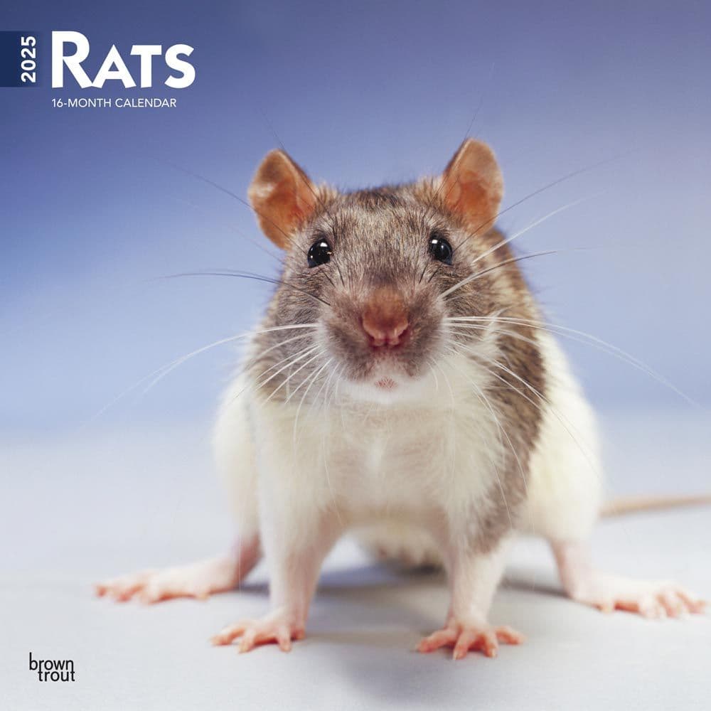 Rats 2025 Wall Calendar