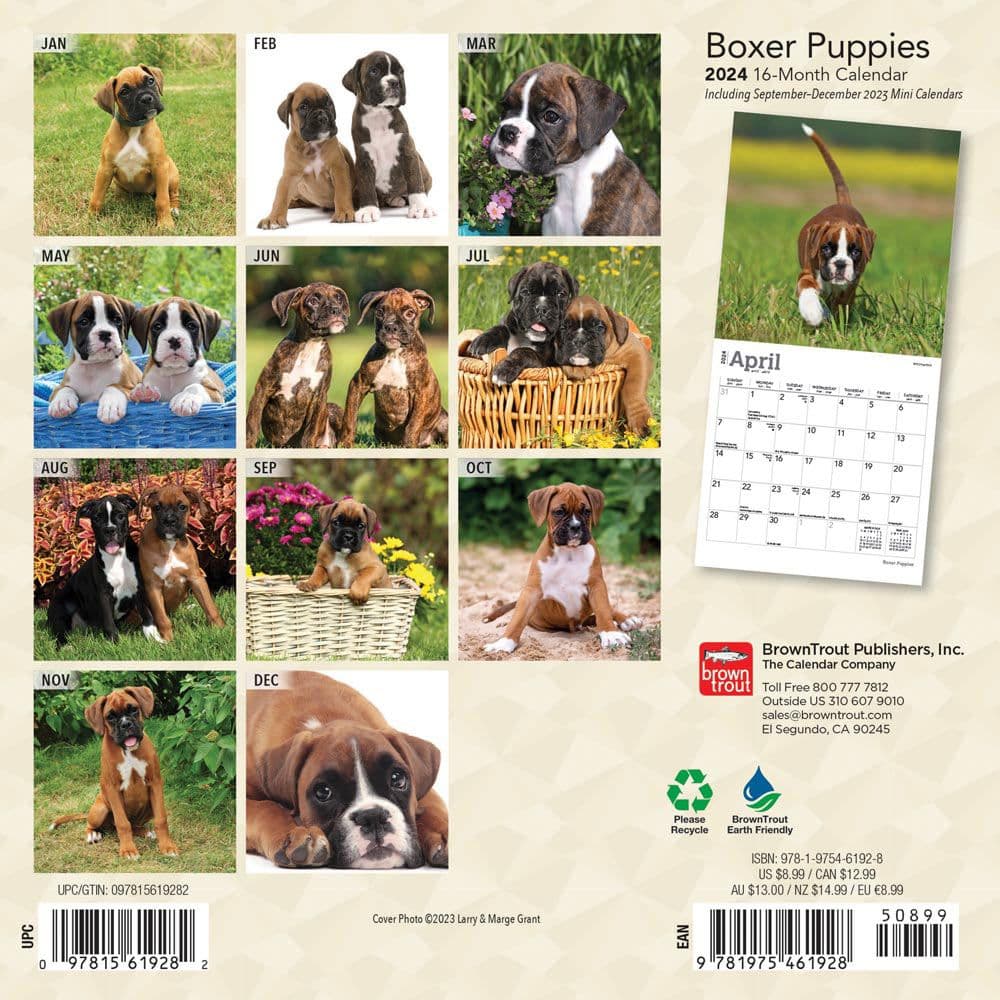 Boxer Puppies 2024 Mini Wall Calendar First Alternate Image width=&quot;1000&quot; height=&quot;1000&quot;