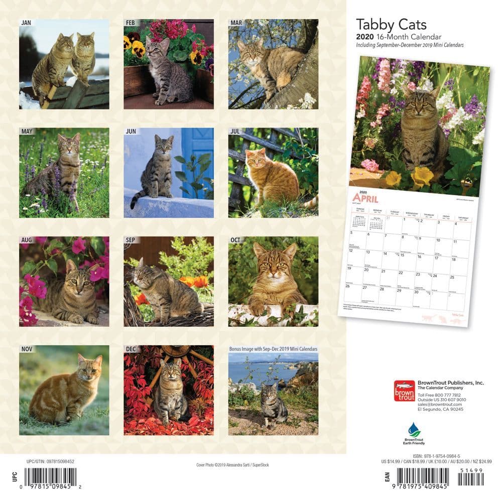 Cats Tabby Wall Calendar - Calendars.com