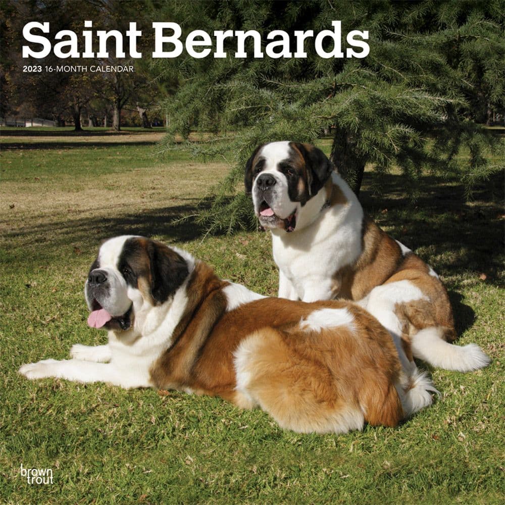 Saint Bernards 2023 Square Wall Calendar - Calendars.com