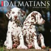 image Just Dalmatians 2025 Wall Calendar Main Product Image width=&quot;1000&quot; height=&quot;1000&quot;