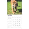 image Tigers 2025 Wall Calendar Second Alternate Image