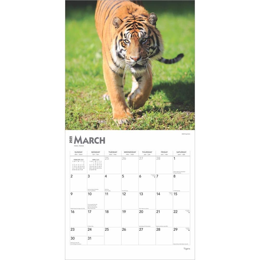 Tigers 2025 Wall Calendar Second Alternate Image