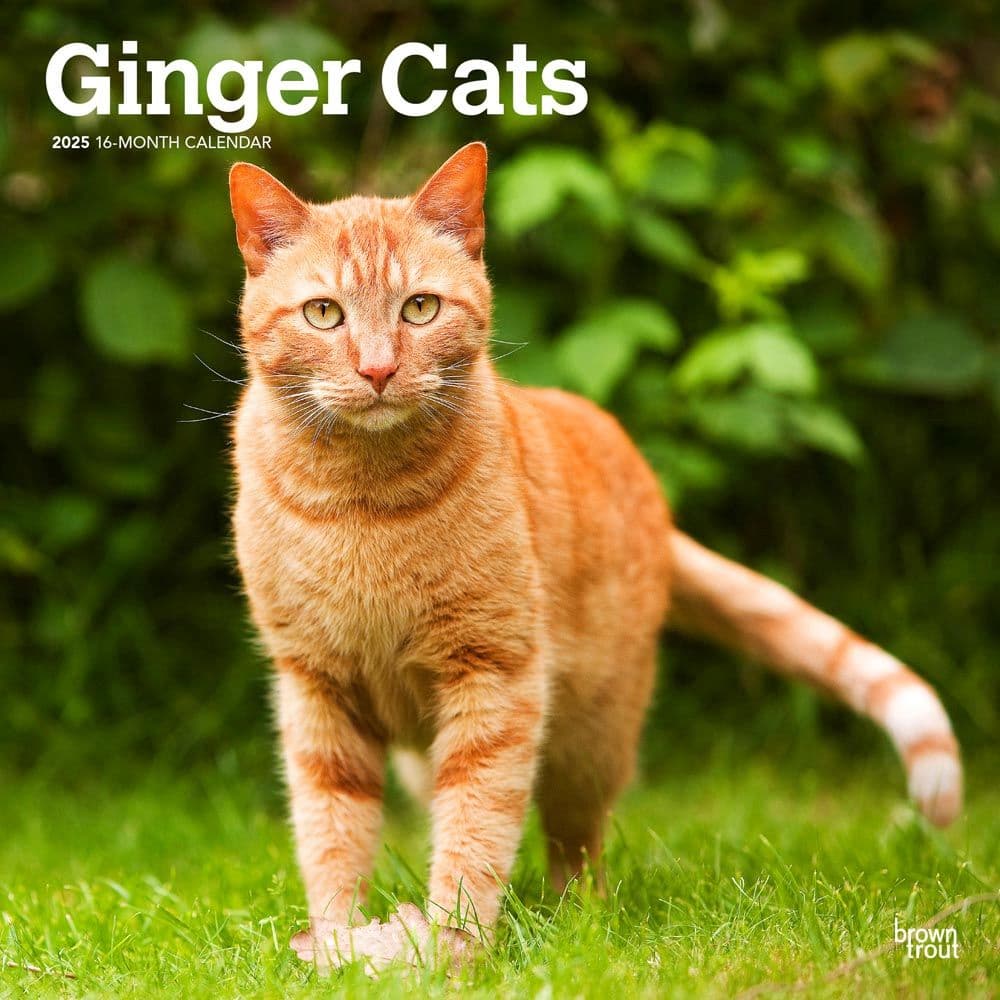 image Ginger Cats 2025 Wall Calendar Main Image