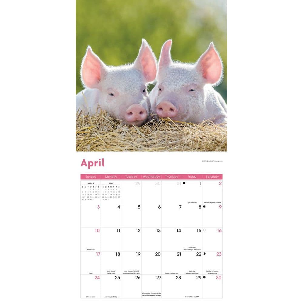 Pocket Pigs 2022 Wall Calendar - Calendars.com