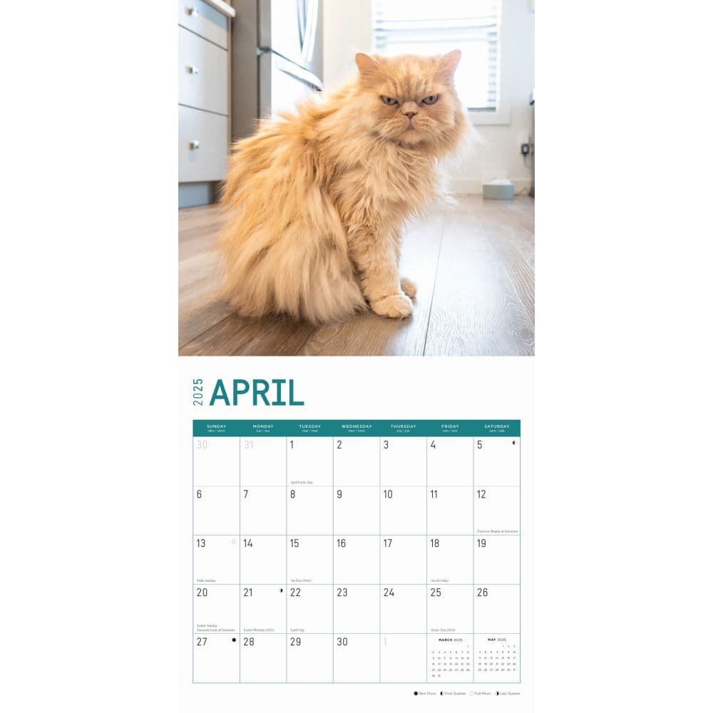 Persian Cats 2025 Wall Calendar