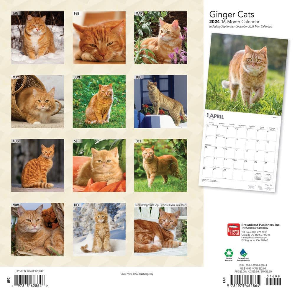 Ginger Cats 2024 Wall Calendar - Calendars.com