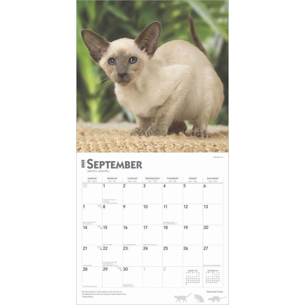 Siamese Cats 2025 Wall Calendar Third Alternate