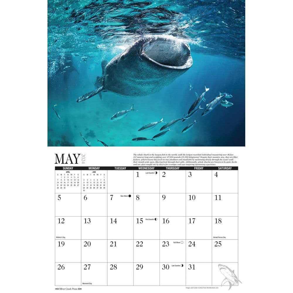 Sharks 2024 Wall Calendar