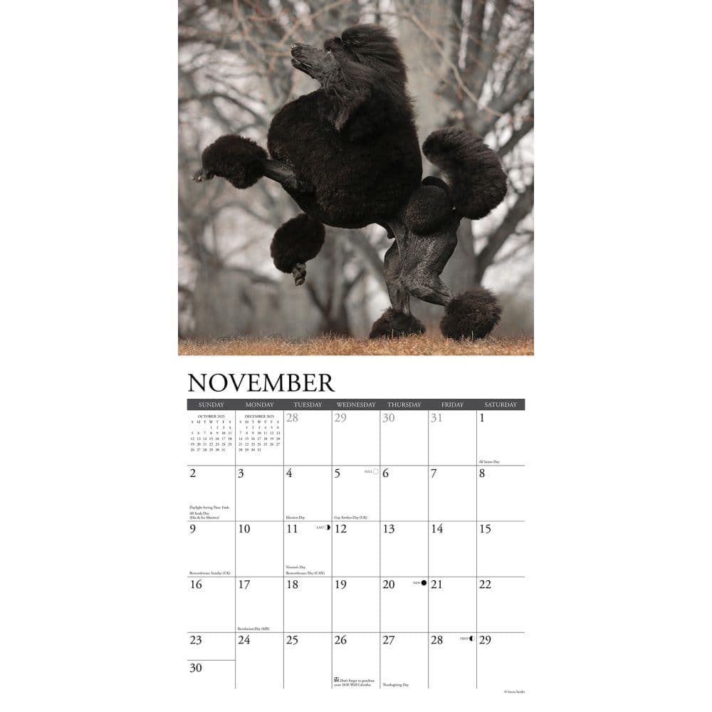 Just Poodles 2025 Wall Calendar Second Alternate Image width="1000" height="1000"