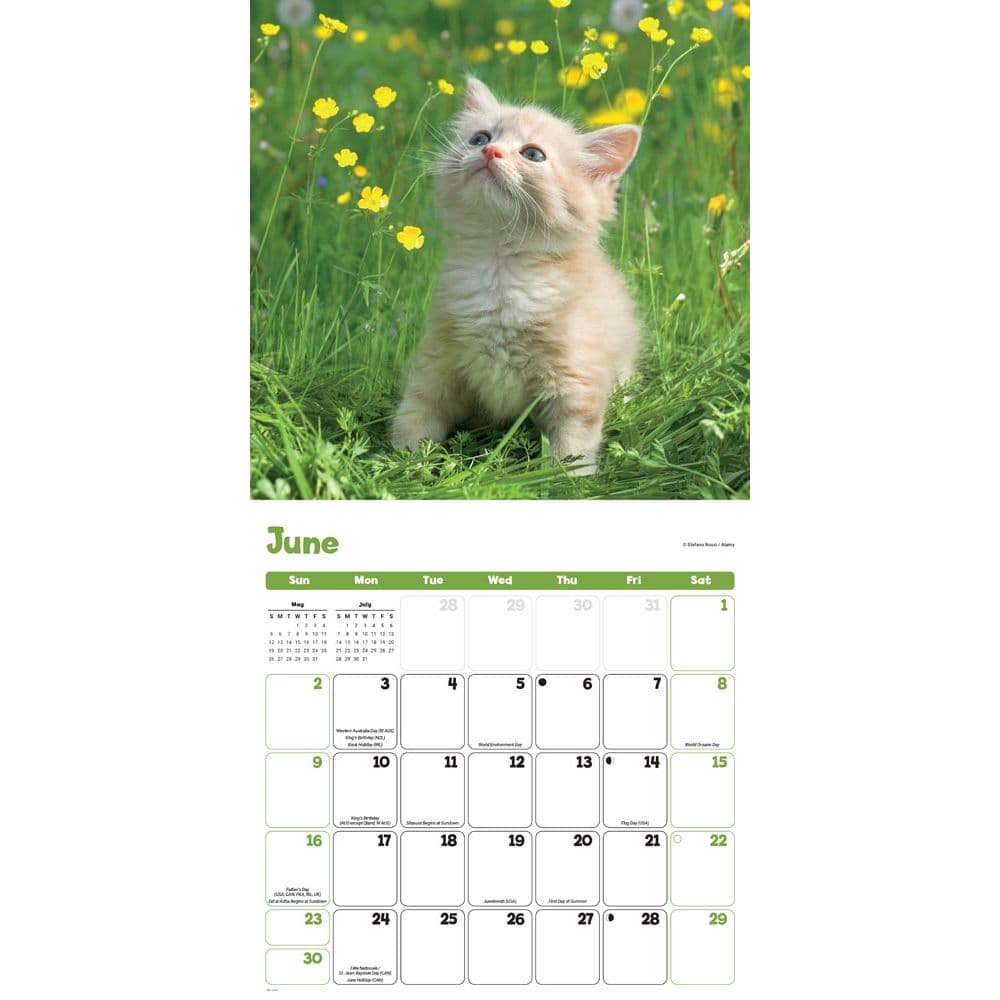 Kittens Curious 2024 Wall Calendar Second Alternate Image width=&quot;1000&quot; height=&quot;1000&quot;