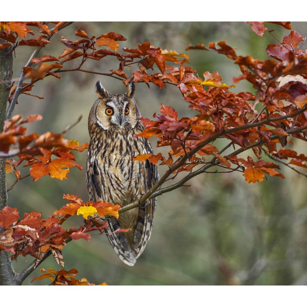 Owls WWF 2024 Wall Calendar