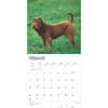 image Shar-Pei 2025 Wall Calendar Second Alternate Image