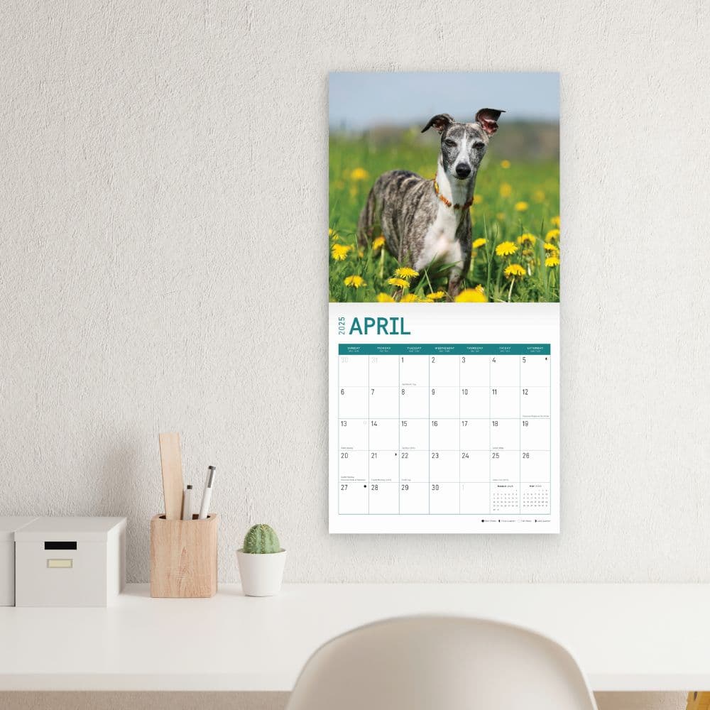 Whippets 2025 Wall Calendar Fifth Alternate Image