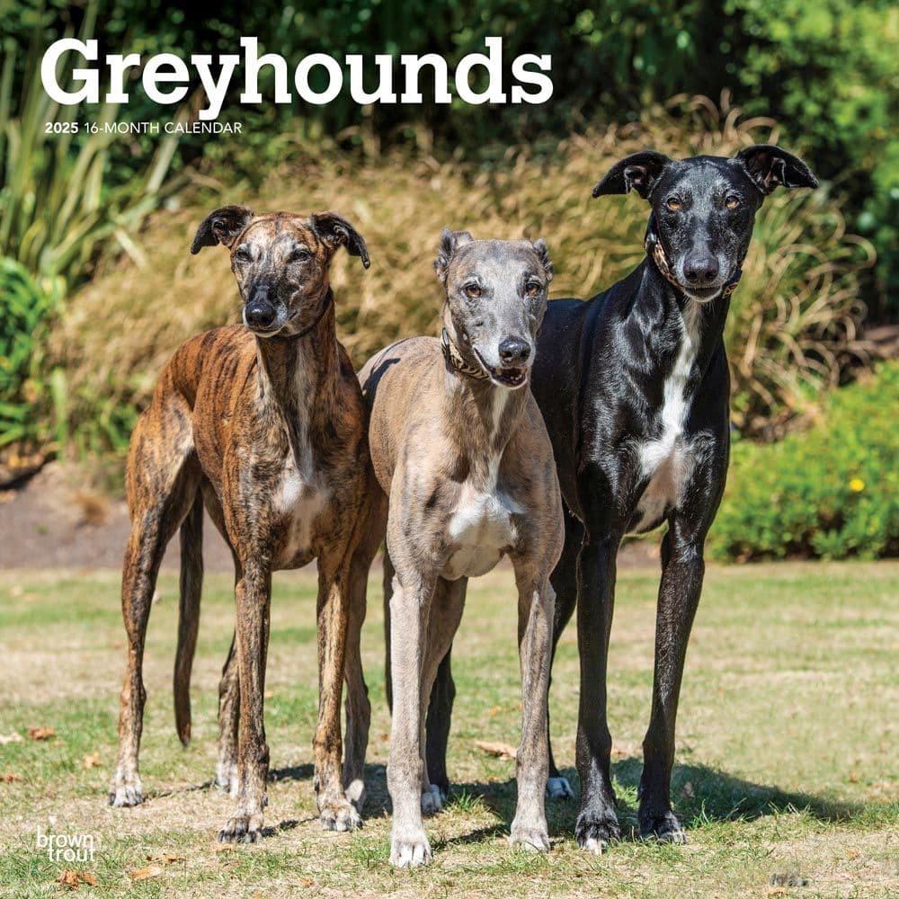 Greyhounds 2025 Wall Calendar