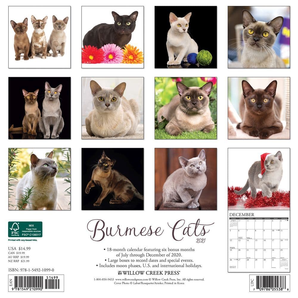 Burmese Cats 2022 Wall Calendar by Avonside Publishing Ltd 9781839412547 