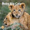 image Baby Big Cats 2025 Wall Calendar Main Image