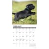 image Just Black Lab Puppies 2026 Wall Calendar Second Alternate Image