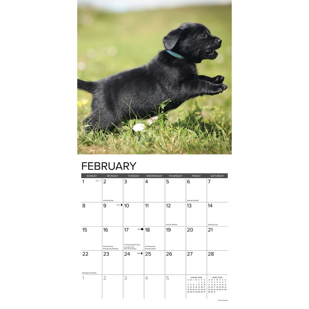 Just Black Lab Puppies 2026 Wall Calendar Second Alternate Image