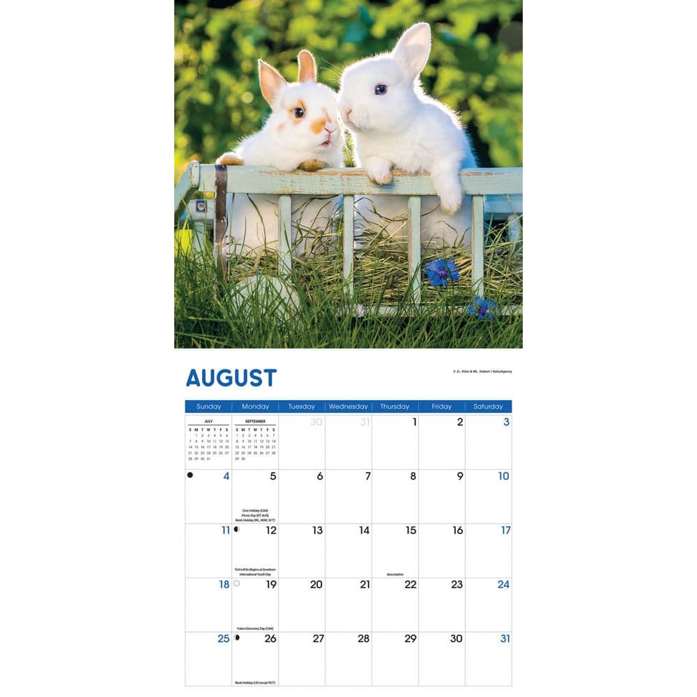 Rabbits 2024 Wall Calendar Calendars Com   Ac96d753 6913 45d0 9e0d 03912404b0c6