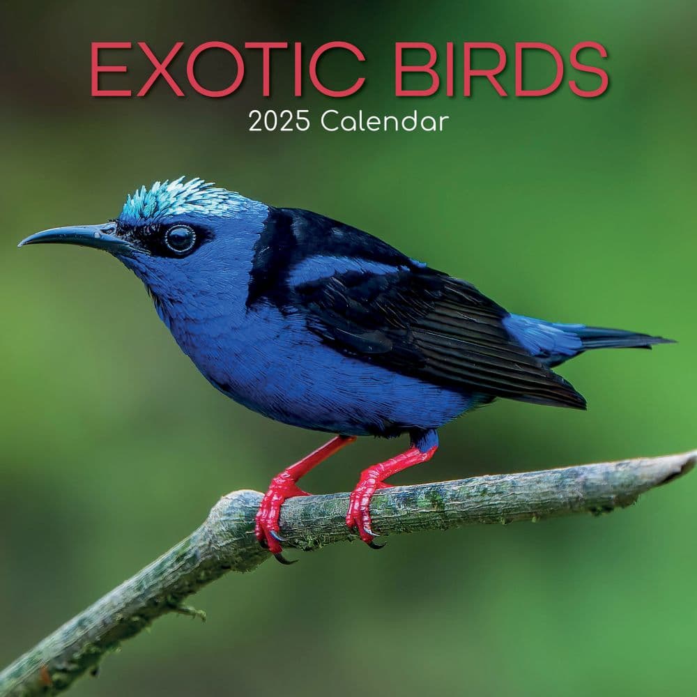 Exotic Birds 2025 Wall Calendar Main Product Image width=&quot;1000&quot; height=&quot;1000&quot;