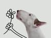 image Jimmy The Bull Flower Boxed Note Cards Main Image