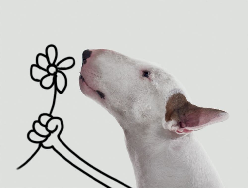 Jimmy The Bull Flower Boxed Note Cards Main Image