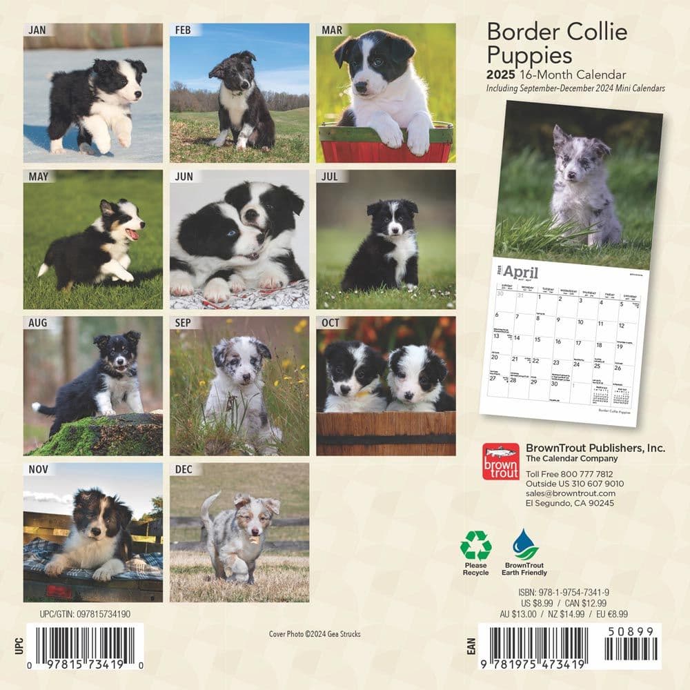 Border Collie Puppy Calendar 2025