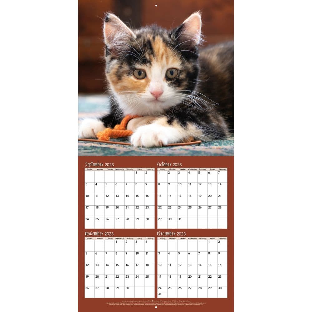 Kittens Curious Photo 2024 Mini Wall Calendar Third Alternate Image width=&quot;1000&quot; height=&quot;1000&quot;