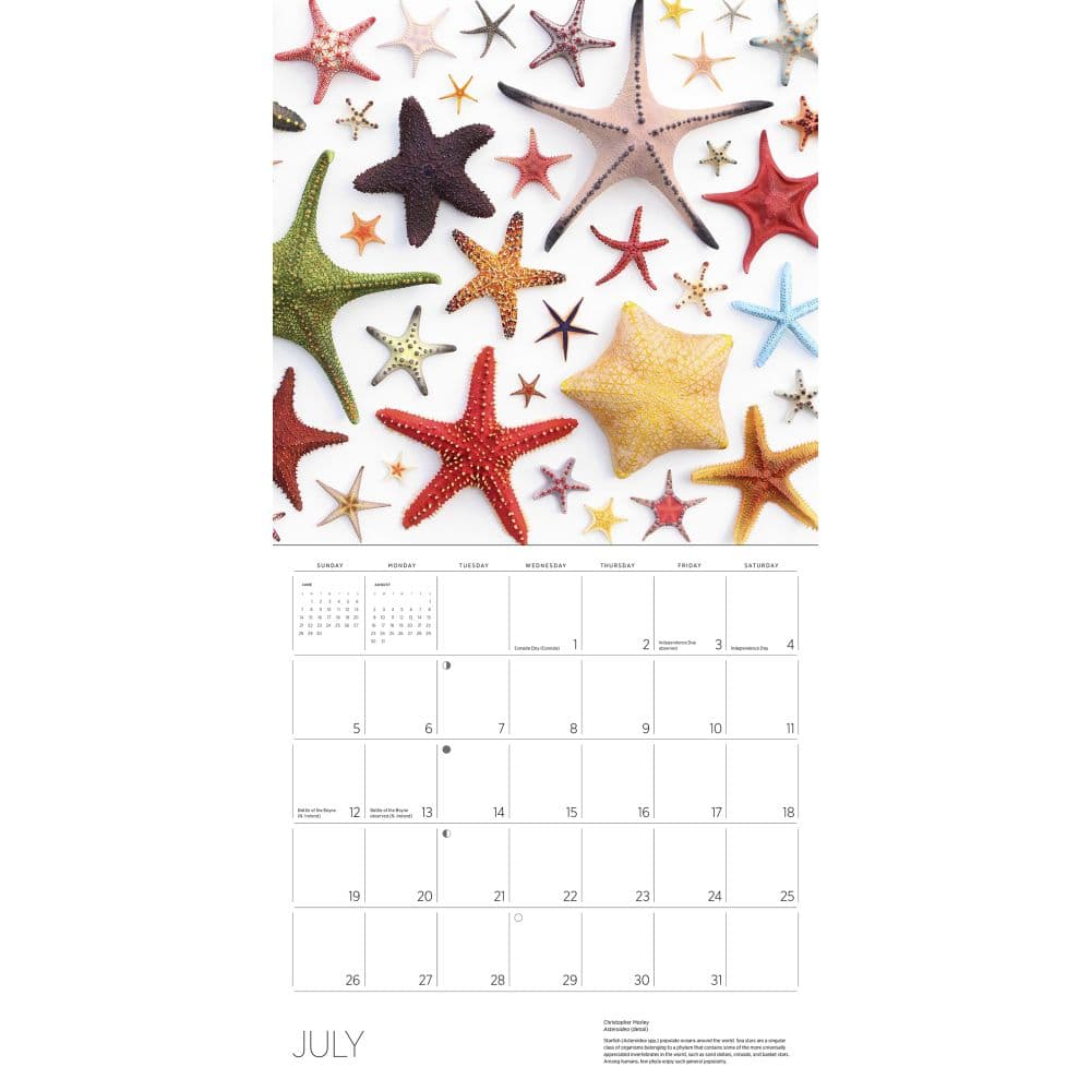 Exquisite Creatures 2026 Wall Calendar Fifth Alternate Image