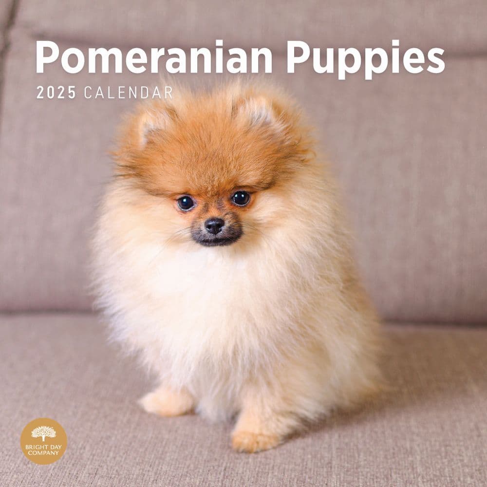 Pomeranian Puppies 2025 Wall Calendar - Calendars.com