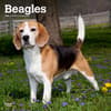 image Beagles 2024 Wall Calendar Main Product Image width=&quot;1000&quot; height=&quot;1000&quot;