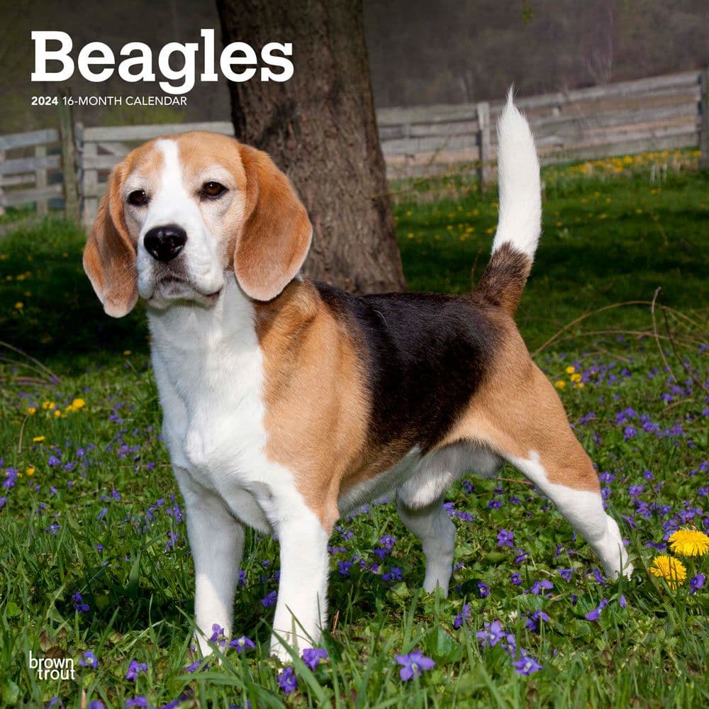 Beagles 2024 Wall Calendar Main Product Image width=&quot;1000&quot; height=&quot;1000&quot;