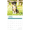 image Australian Shepherd Puppies 2024 Wall Calendar