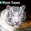 image White Tigers 2025 Wall Calendar  Main Image